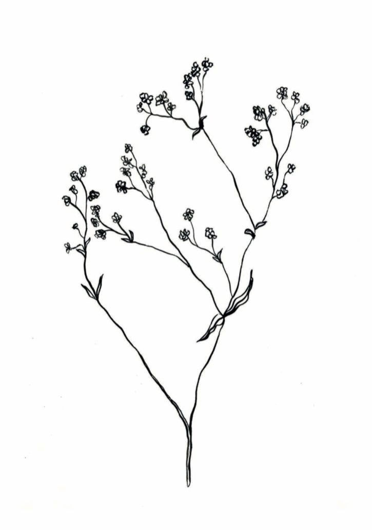 Gypsophila Stem Print